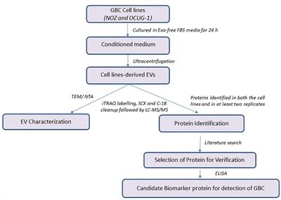 Proteomic profiling of cell line-derived extracellular vesicles to identify candidate circulatory markers for detection of gallbladder cancer